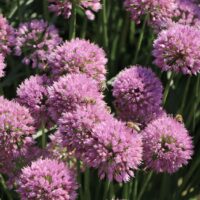 Allium senescens 'Millenium'