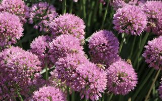 Allium senescens 'Millenium'