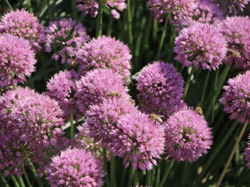 Allium senescens 'Millenium' - Obrázek 1