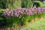 Allium senescens 'Millenium' - Obrázek 2