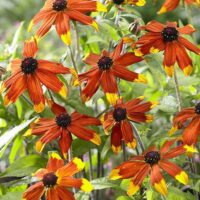 Rudbeckia triloba 'Prairie Glow'