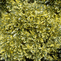 Euonymus japonicus 'Aureus'
