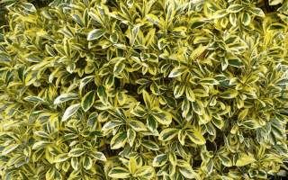 Euonymus japonicus 'Aureus'