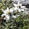 Leontopodium alpinum - P 9