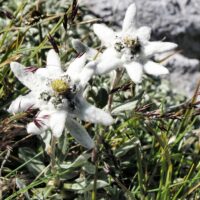 Leontopodium alpinum