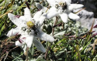 Leontopodium alpinum