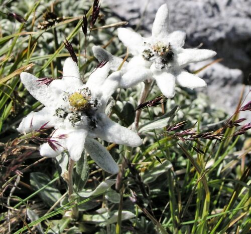 Leontopodium alpinum - Obrázek 1