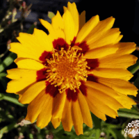 Coreopsis lanceolata 'Sunfire'