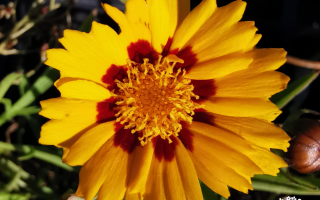Coreopsis lanceolata 'Sunfire'