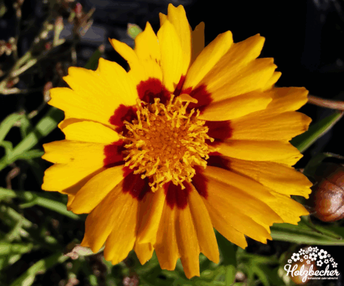 Coreopsis lanceolata 'Sunfire' - Obrázek 1