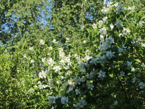 Philadelphus 'Dame Blanche' - Image 4