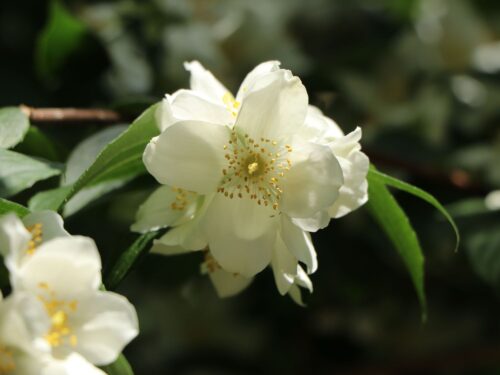 Philadelphus 'Dame Blanche' - Image 3