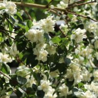 Philadelphus 'Dame Blanche'