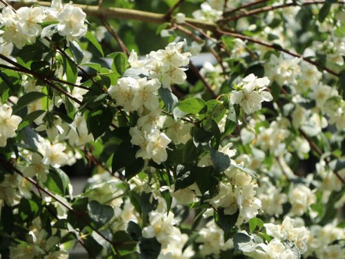 Philadelphus 'Dame Blanche' - Image 1