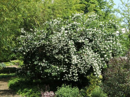Philadelphus 'Dame Blanche' - Image 2
