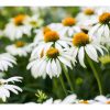 Echinacea purpurea 'Alba' - C2L-v.20-30 CM