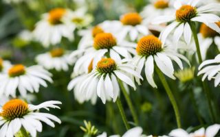 Echinacea purpurea 'Alba'