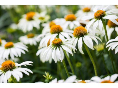 Echinacea purpurea 'Alba' - Image 1