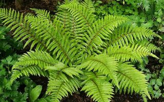 Kapradina různé druhy ! P 12