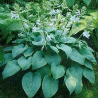 Hosta mix druhů