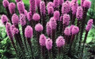 Liatris spicata 'Floristan Purple'