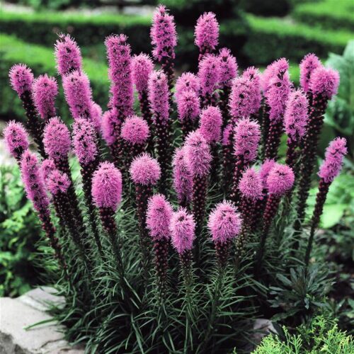 Liatris spicata 'Floristan Purple' - Image 1