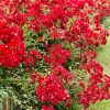 Rosa 'Rambling Rosie'®-rambler - C3L