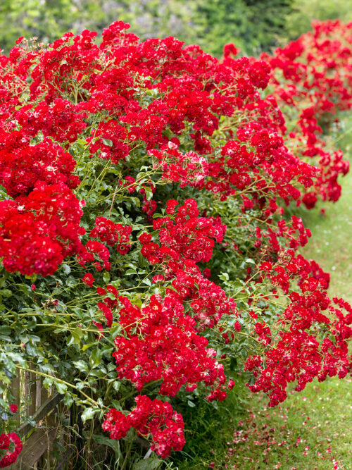 Rosa 'Rambling Rosie'® - Image 1