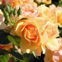 Rosa 'Hansestadt Rostock'-Tantau