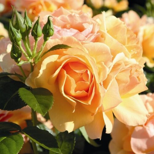Rosa 'Hansestadt Rostock'-Tantau - Obrázek 1