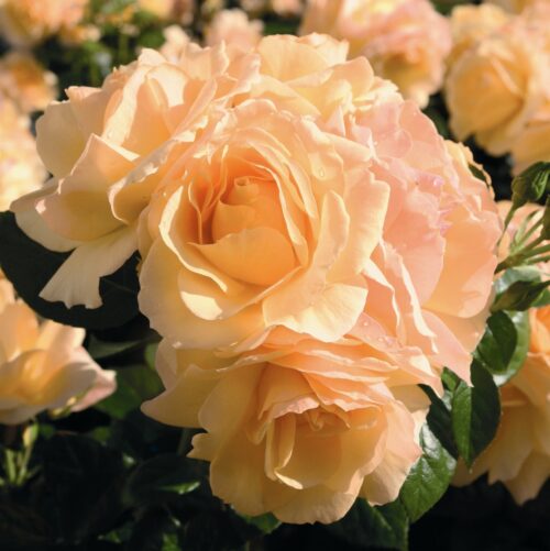Rosa 'Hansestadt Rostock'-Tantau - Obrázek 2