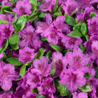 Azalea japonica 'Königstein'