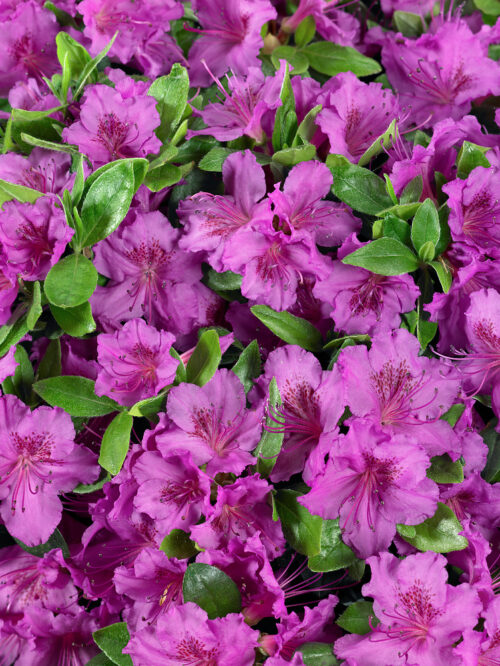 Azalea japonica 'Königstein' - Obrázek 1