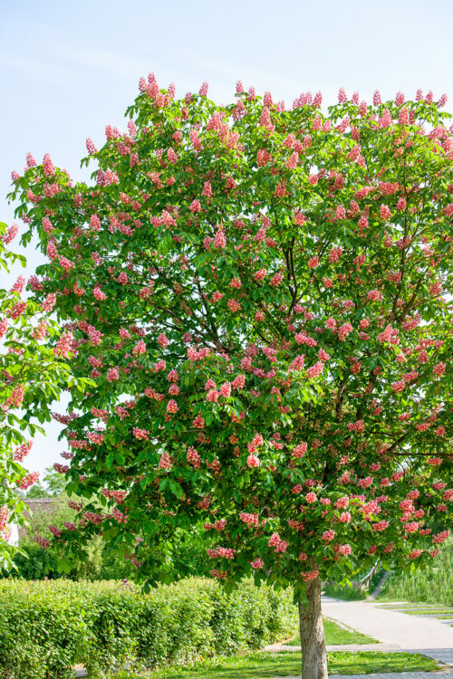 Aesculus carnea 'Briotii' - Image 1