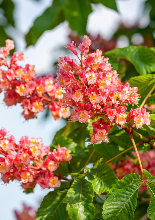 Aesculus carnea 'Briotii' - Image 2