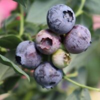 Vaccinium corymbosum 'Elizabeth'