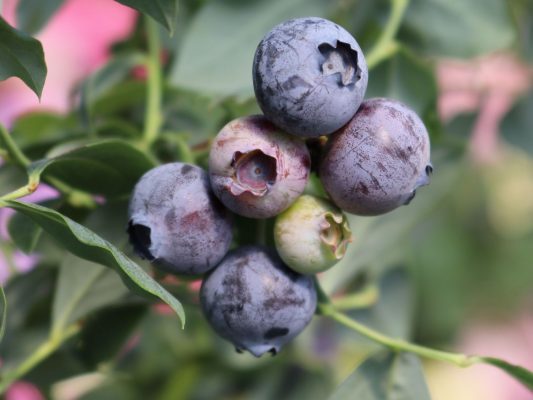 Vaccinium corymbosum 'Elizabeth'