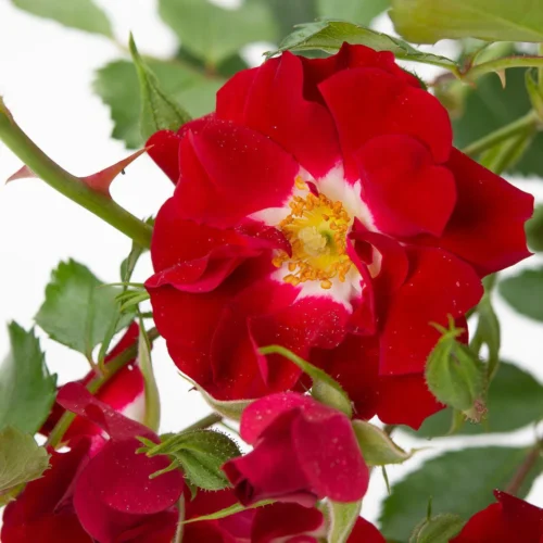 Rosa 'Rambling Rosie'® - Image 2
