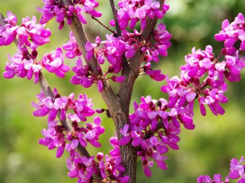 Cercis canadensis 'Forest Pansy' - Obrázek 2
