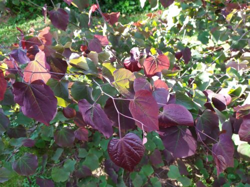 Cercis canadensis 'Forest Pansy' - Obrázek 3