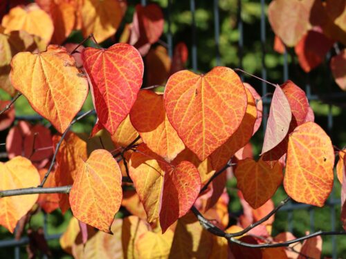 Cercis canadensis 'Forest Pansy' - Obrázek 1
