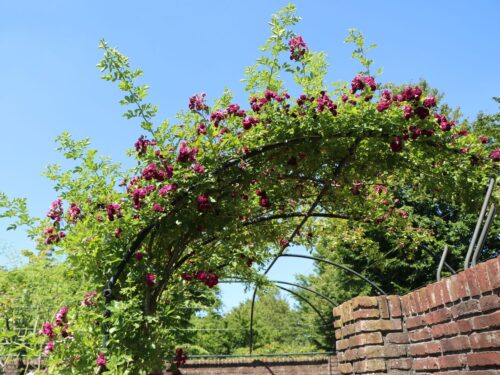 Rosa 'Perennial Blue' - Image 2