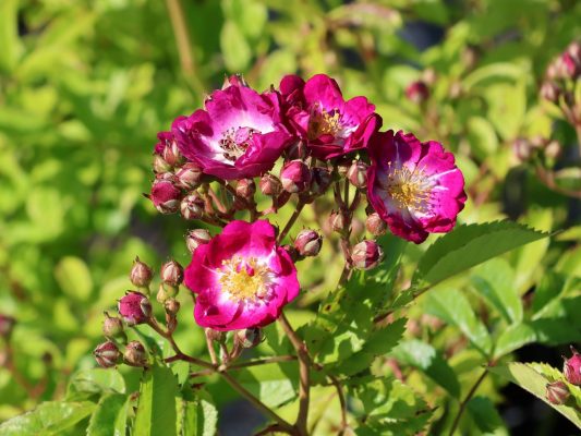 Rosa 'Perennial Blue'®-Tantau-stromková, převislá