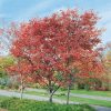 Amelanchier arborea 'Robin Hill' - C15L 200-250CM, vřeteno