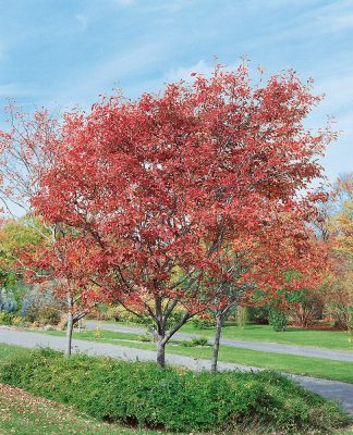 Amelanchier arborea 'Robin Hill'