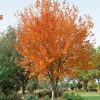 Acer rubrum 'Red Sunset' - Kontejner 20 l- OK 8-10 cm