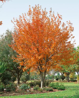 Acer rubrum 'Red Sunset'