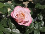 Rosa 'Blue Girl'® Parfum de Nature ®