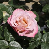 Rosa 'Blue Girl'® Parfum de Nature ®