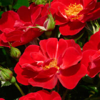 Rosa Towne & Country - Lucky Cover®